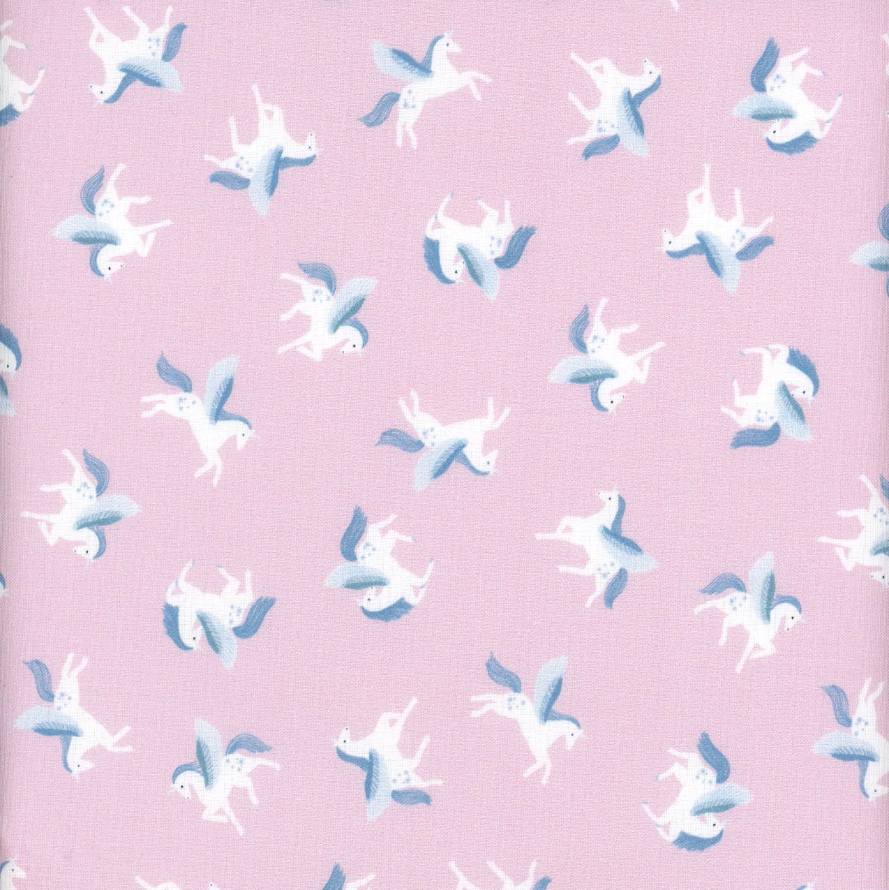 Stargazer Seashell Born To Be Wild